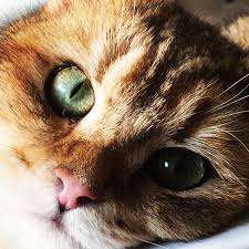 Black And Red Cat Dari Katjie Our Gorgeous British Shorthair Black Golden Tabby Shaded Boy 9 5 Months Brigem Golden Darius British Shorthair Cat Pics Red Cat