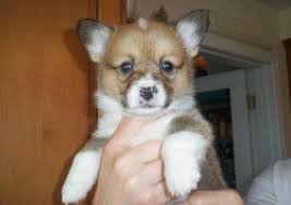 Pembroke welsh corgi · arthur, il. Prebred Pembroke Welsh Corgi Puppies For Sale In Chicago Illinois Classified Americanlisted Com