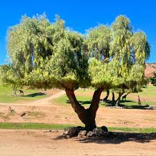 Image result for Schinus molle