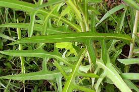 Image result for Lactuca indica