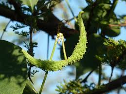 Image result for Pergularia daemia