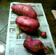 Check spelling or type a new query. Ornamental Sweet Potato Edible Or Not Walter Reeves The Georgia Gardener