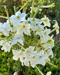 Image result for Nicolasia coronata