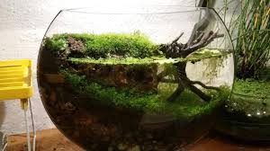 2 Month Old Half Moon Paludarium Jarrarium Terrarium Album On Imgur Water Plants Water Plants For Ponds Ponds Backyard