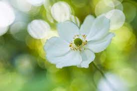 Anemone Delight Anemone Lensbaby Macro Photography