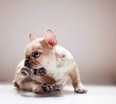 Dear God Puppy Biting Bulldog Puppies French Bulldog Puppies