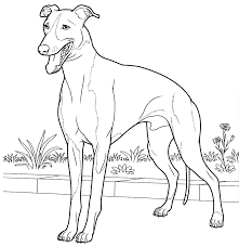 We have also posted several for adults! Italian Greyhound Coloring Pages Dog Coloring Pages Coloring Pages For Kids And Adults