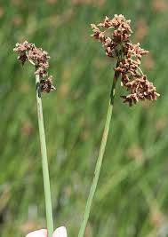 Image result for Schoenoplectus sp.no.1