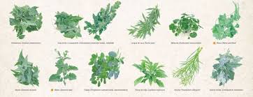 Image result for Sesamum parviflorum