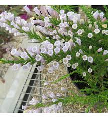 Image result for Fabiana imbricata