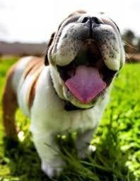 English Bulldog I Mean Wouldn T You Want This Dog Baby Dogs Dogs Bulldog