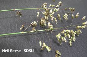 Image result for Polyspatha hirsuta