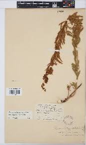 Image result for Sphenostylis marginata