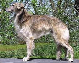 We did not find results for: Silken Windhound Wikipedia