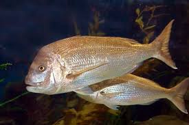 Australasian Snapper Wikipedia