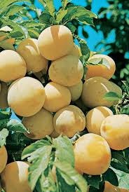 Image result for prunus domestica oullins