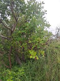 Image result for Tetracera boiviniana