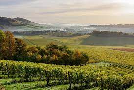 These hills are relatively unknown and yet enjoy the status of an 'area of outstanding natural beauty'. Vineyards Of The Surrey Hills A New Wine Region Just Outside London