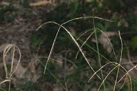 Image result for Chloris diluta