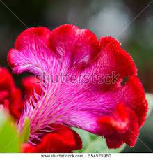 Crested Celosia Stock Photos Royalty Free Images Vectors Celosia Flower Flowers Flower Photos