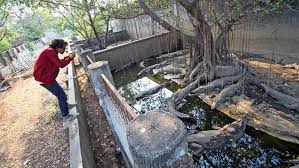 Untuk mendapatkan berbagai manfaat dari tanaman ini, anda dapat langsung mengkonsumsinya atau anda dapat. Tidak Terawat Lokasi Wisata Taman Buaya Tanjung Pasir Terancam Tutup