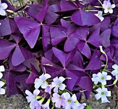 Image result for Oxalis procumbens