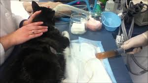 Thoracocentesis In A Cat Benadryl For Cats Youtube Cats Cats And Cucumbers
