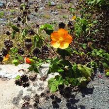 Image result for Abutilon sonneratianum