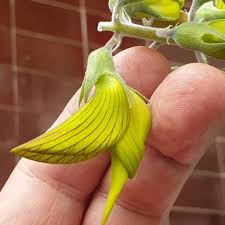 Image result for Crotalaria comosa