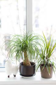 Отметок «нравится», 91 комментариев — hannah shaw (@kittenxlady) в instagram: Ponytail Palm Tree Care How To Grow Maintain Ponytail Palm Tree Indoors Apartment Therapy