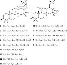 Image result for Embelia schimperi