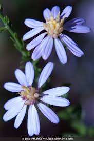 Image result for Xyris asterotricha