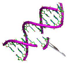 Collectively, these techniques are known as recombinant dna technology. Genetic Engineering Wikipedia