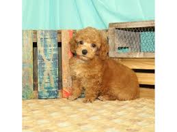 15/12/20 both parents have been dna tested with orivet, and are clear of poodle profile diseases, including chondrodystroophy and osteochondrodysplasia. Miniature Poodle Puppies Petland St Louis Missouri