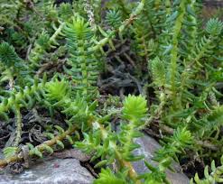 Image result for Crassula schimperi