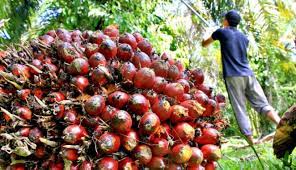 Pendidikan sains sosial & alam sekitar grade/level: Demand Still Vigorous Cpo Price Keeps Rising Indonesian Palm Oil Association Gapki Ipoa