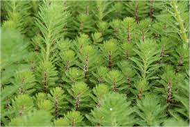 Image result for Laurembergia tetrandra