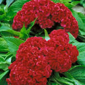 Show Product Details For Amigo Scarlet Celosia Flower Seeds Flowers Flower Seeds Celosia Flower
