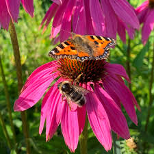 If you'd like to use them primarily for cut flowers, you can cut the center flower first, which will encourage more stems as it continues to grow and flower. Bee Happy Plants The Pollinators Choice Supporting Pollinators To Maintain Biodiversity