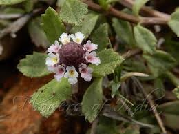 Image result for Phyla nodiflora