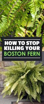 How To Grow Boston Ferns Care For Nephrolepis Exaltata Boston Ferns Plants Outdoor Plants