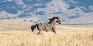 Wild Horses And The Ecosystem American Wild Horse Campaign