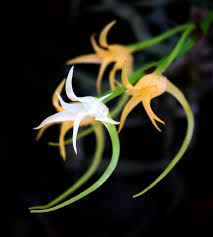 Image result for Cyrtorchis arcuata