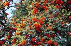 Sorbus Aucuparia Mountain Ash Or Rowan Tree Native To Ireland These Beautiful Prolific Trees Are In Full Fruit In Wa Mountain Ash Rowan Tree Garden Center
