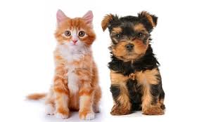 For information on having your pet groomed or an appointment please call: Kendall Pet Grooming Deals In And Near Kendall Fl Groupon