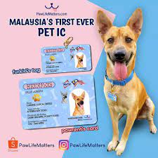 Whether you're a new or existing sme customer of the pfis, srf is open to you. Pet Identity Card Looks Alike Mykad Available For Pets Total Relief Incase Your Pets Went Missing Everydayonsales Com News