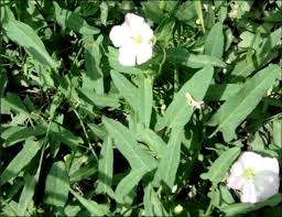 Image result for Convolvulus arvensis