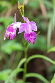 Image result for Angraecum sacciferum