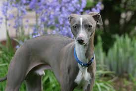 Grey dog with blue eyes. 15 Blue Dog Breeds For Lovers Of This Unique Color
