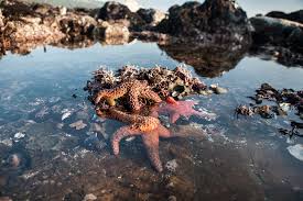 Image result for acidic water in ecosystem